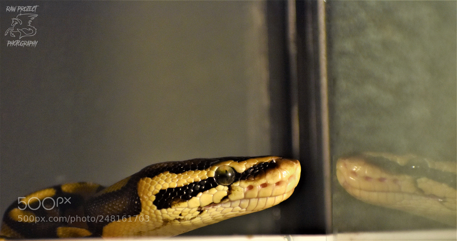 Nikon D3400 sample photo. Copy photography