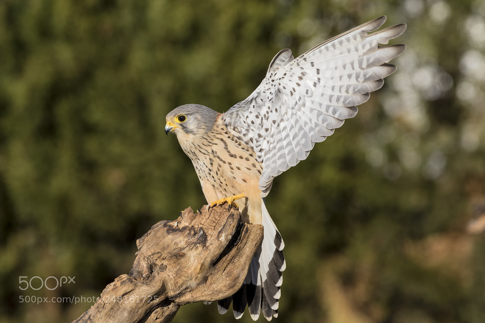 Canon EOS 7D Mark II sample photo. 20180207 cernicalo - 067 photography