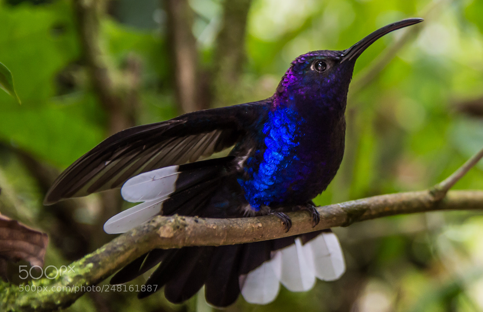 Nikon D3200 sample photo. Hummingbird photography