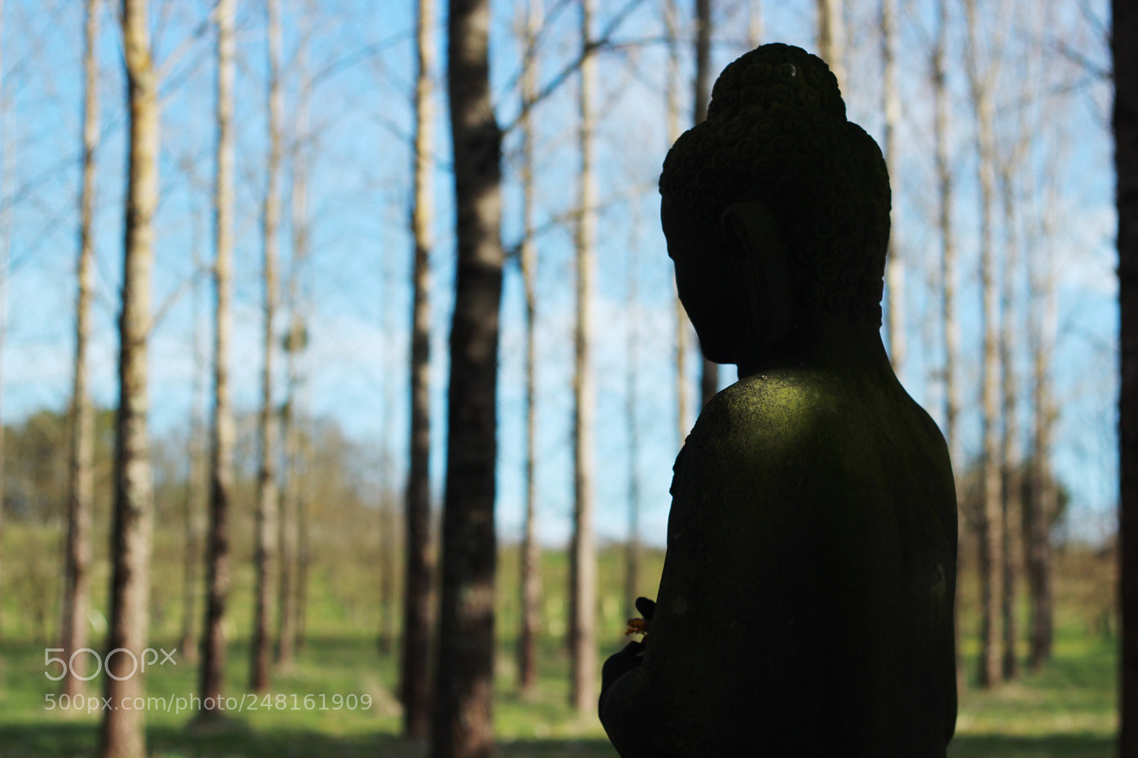 Canon EOS 600D (Rebel EOS T3i / EOS Kiss X5) + Canon EF 50mm F1.8 II sample photo. Spring '15 photography