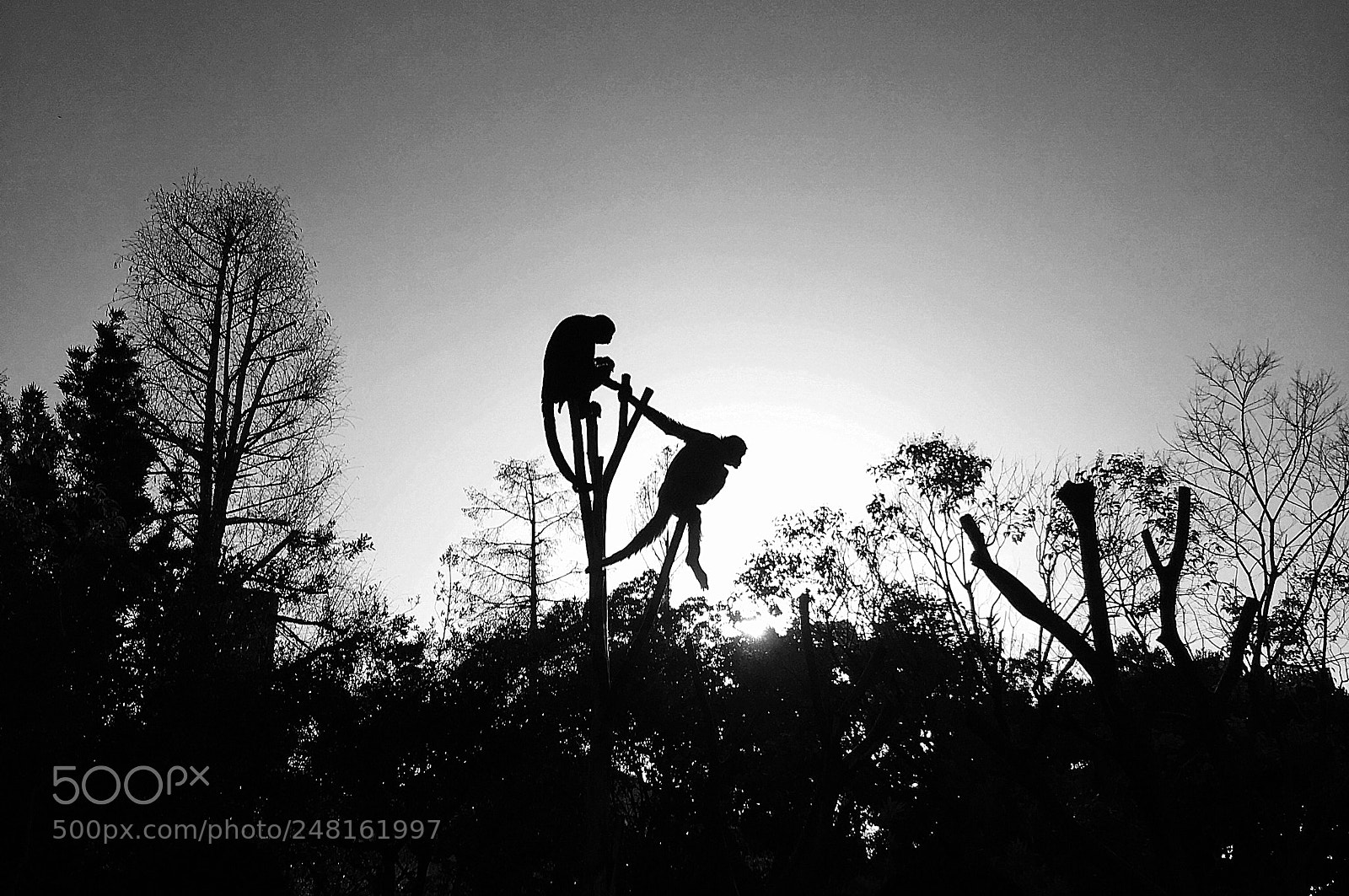 Apple iPhone SE sample photo. Spider monkey photography