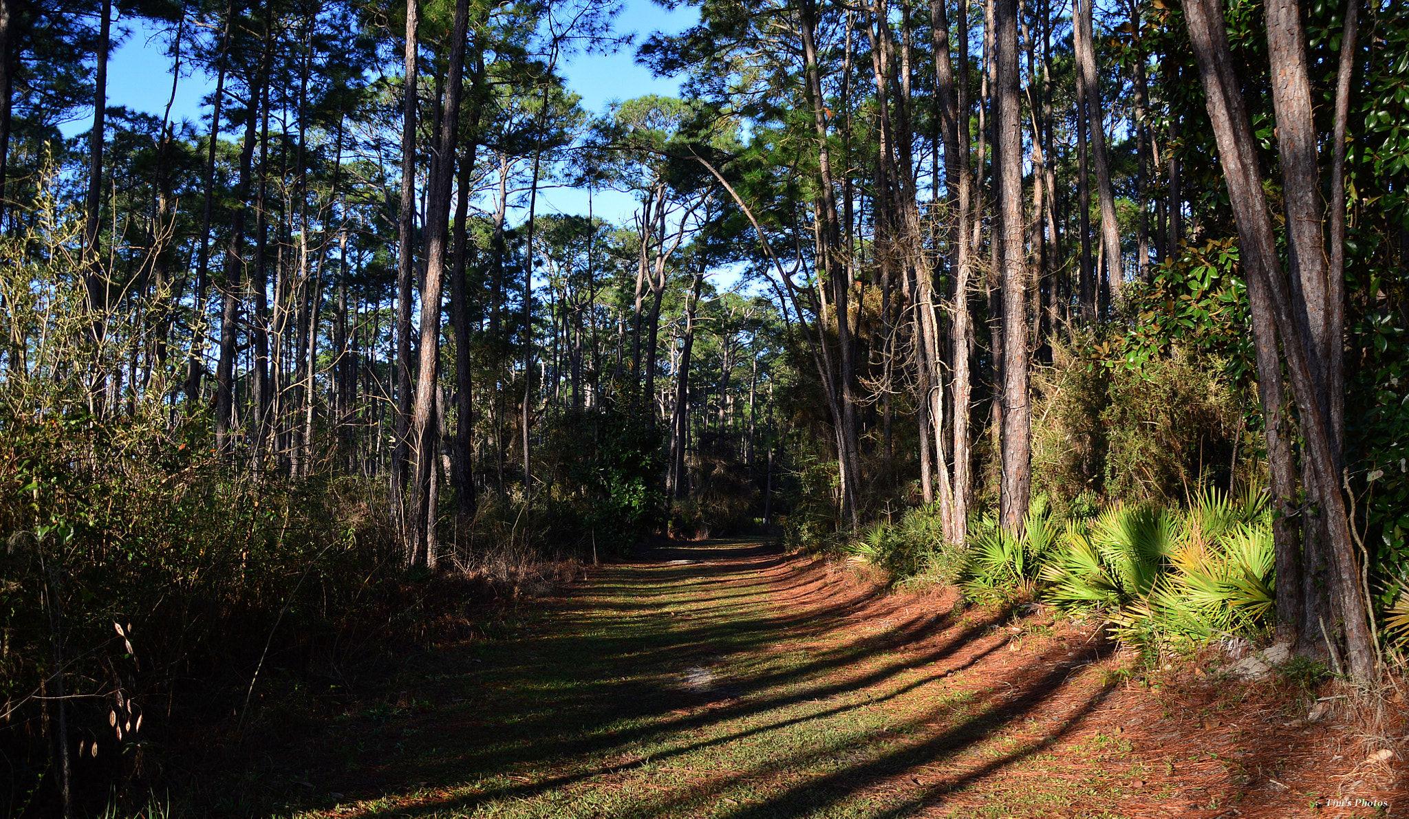 Nikon D3200 sample photo. Morning walk photography