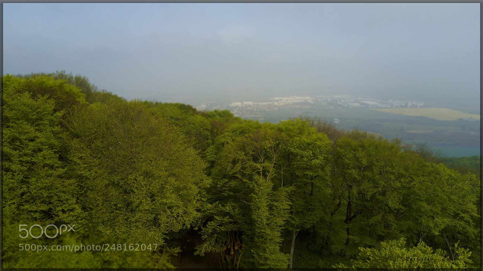 DJI FC220 sample photo. My little forest photography