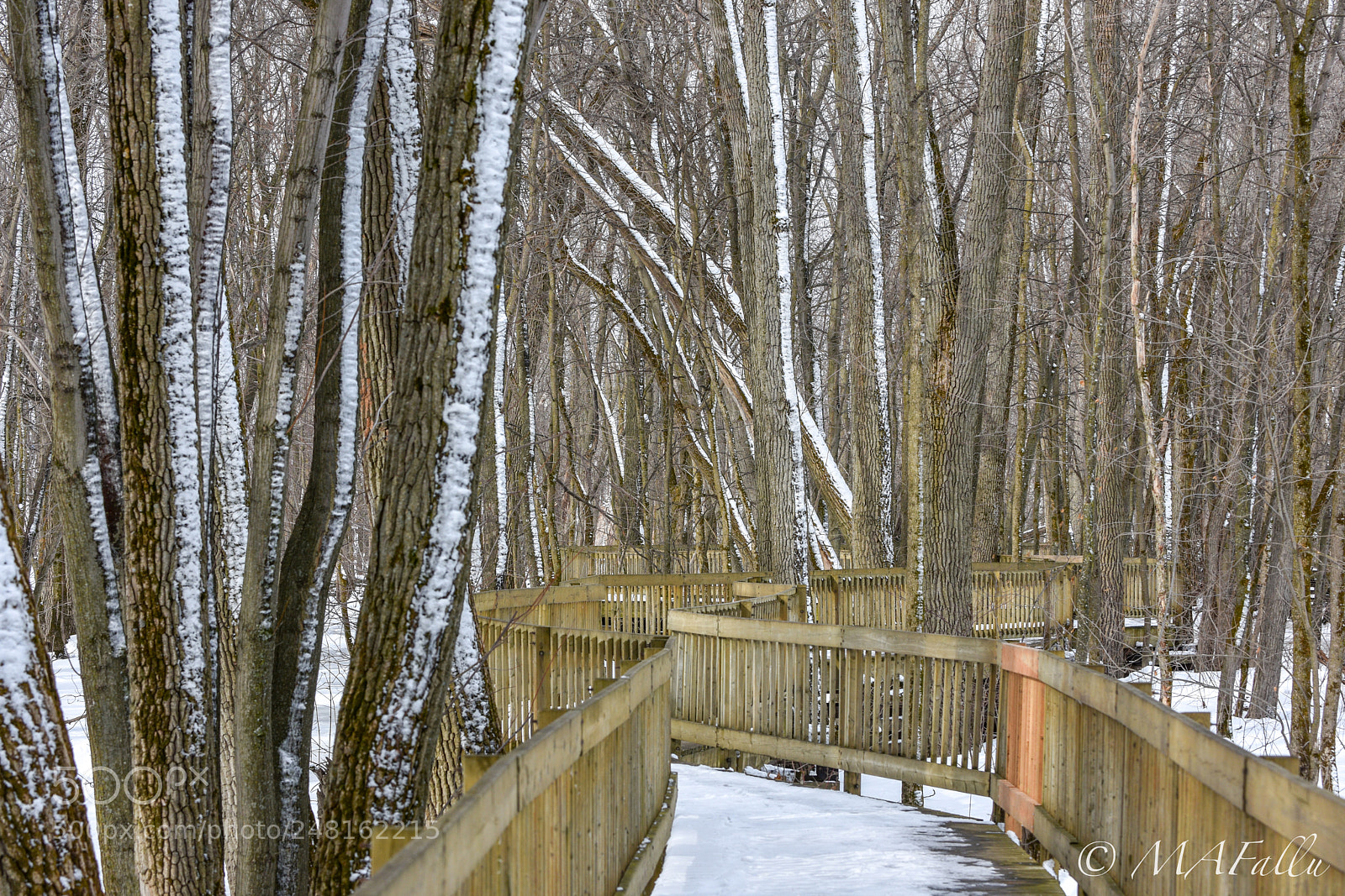 Nikon D7200 sample photo. Trees and boardwalk photography