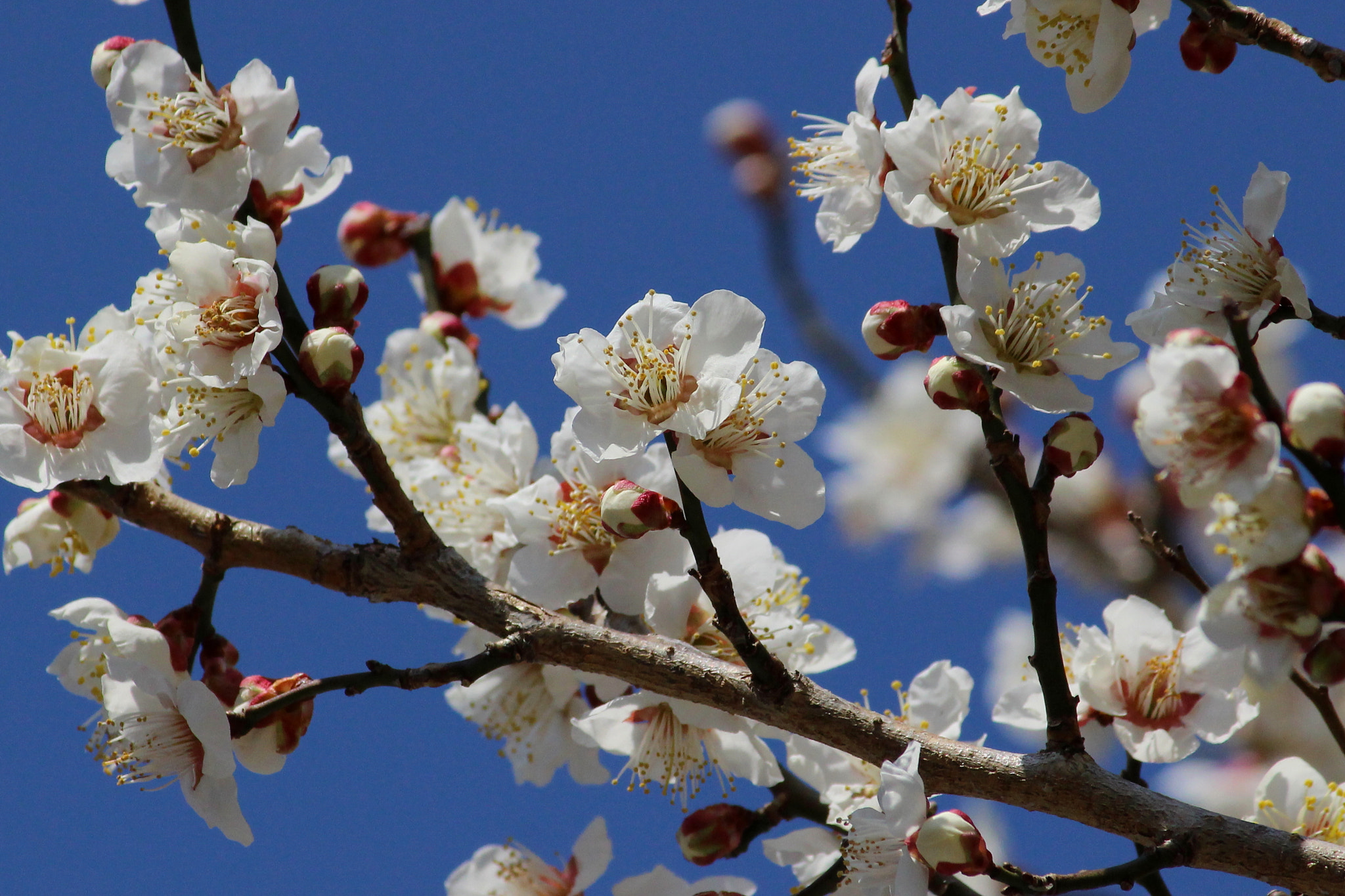Canon EOS 100D (EOS Rebel SL1 / EOS Kiss X7) sample photo. Full bloom photography