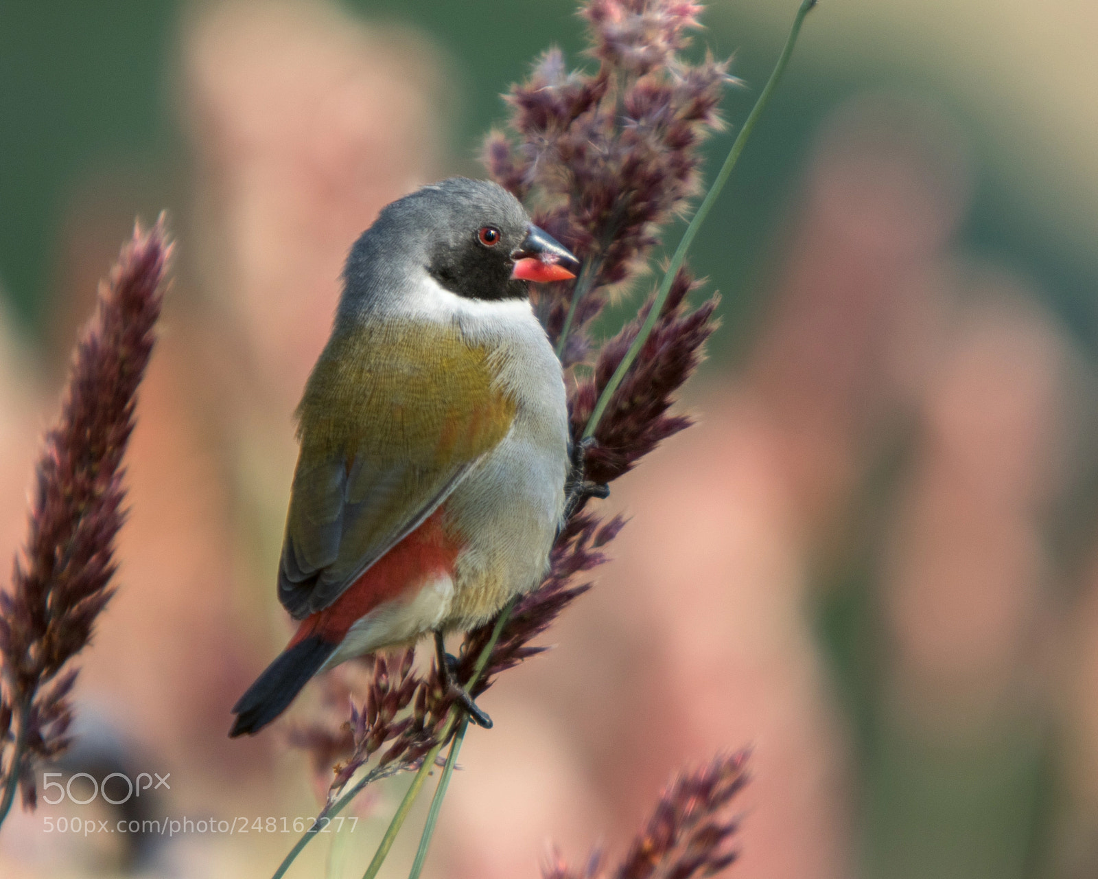 Canon EOS 7D Mark II sample photo. Swee waxbill, kirstenbosch photography