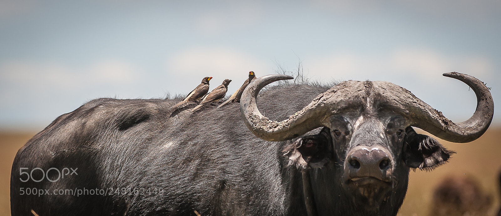 Nikon D700 sample photo. Cape buffalo, + ox peckers.. photography