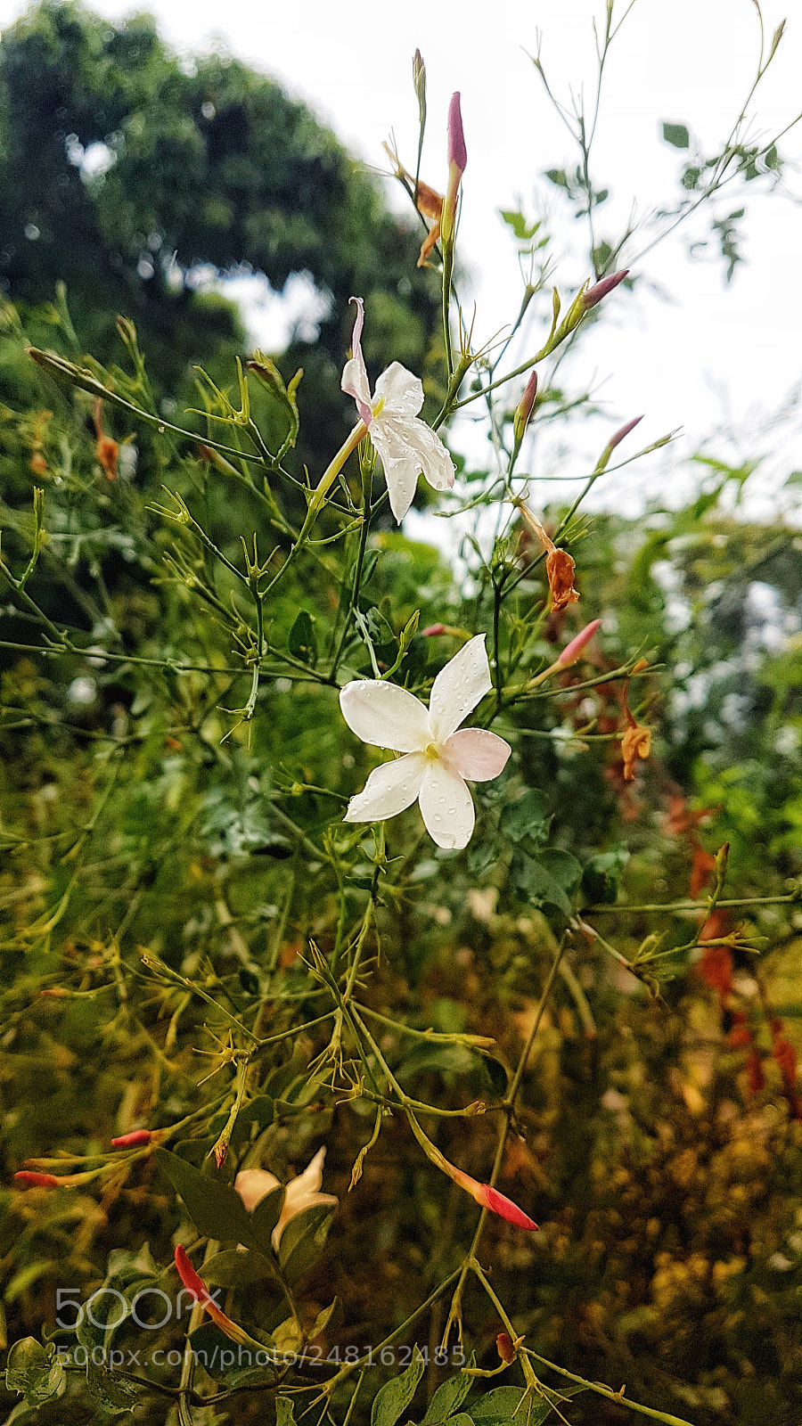 Samsung Galaxy S7 Edge sample photo. Blossom photography