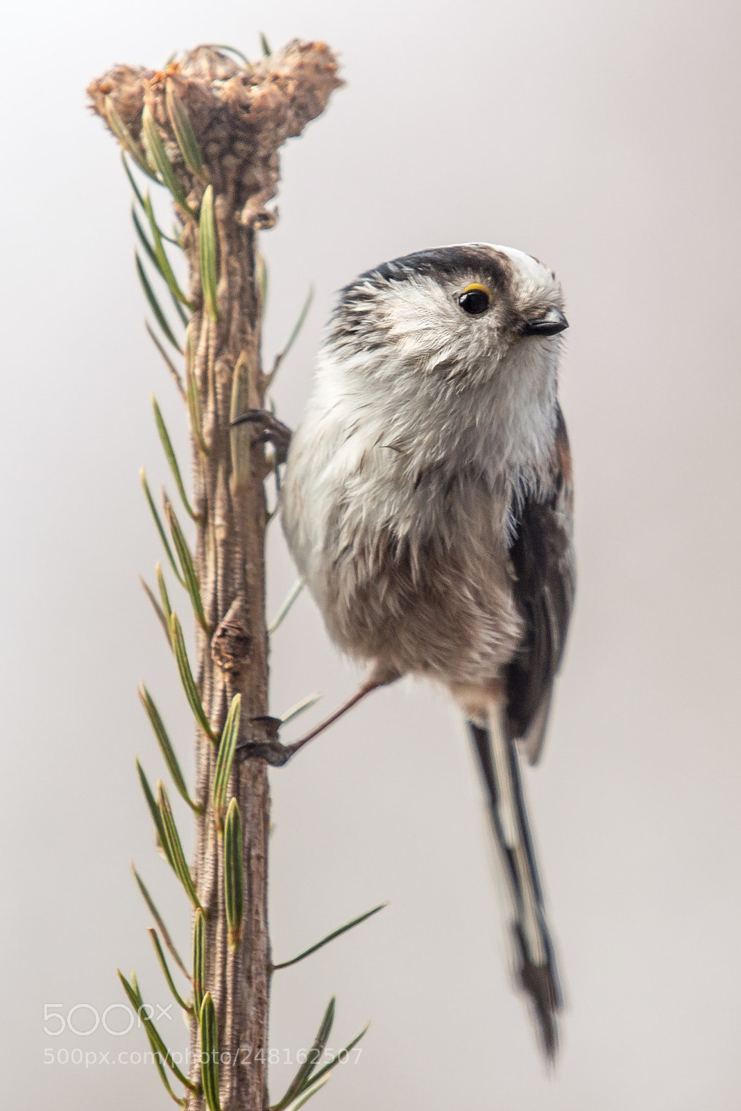 Nikon D610 sample photo. Long-tailed bushtit [aegithalos caudatus] photography