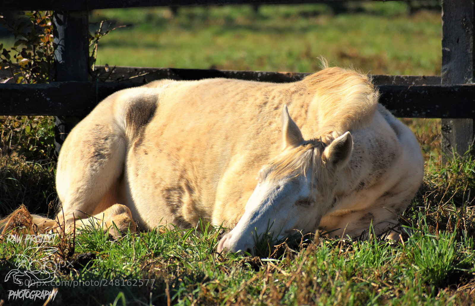 Nikon D3400 sample photo. () photography