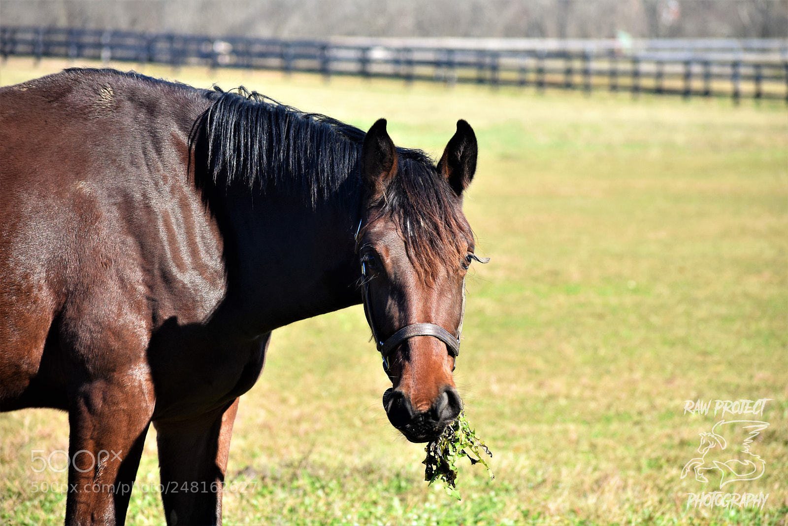Nikon D3400 sample photo. () photography