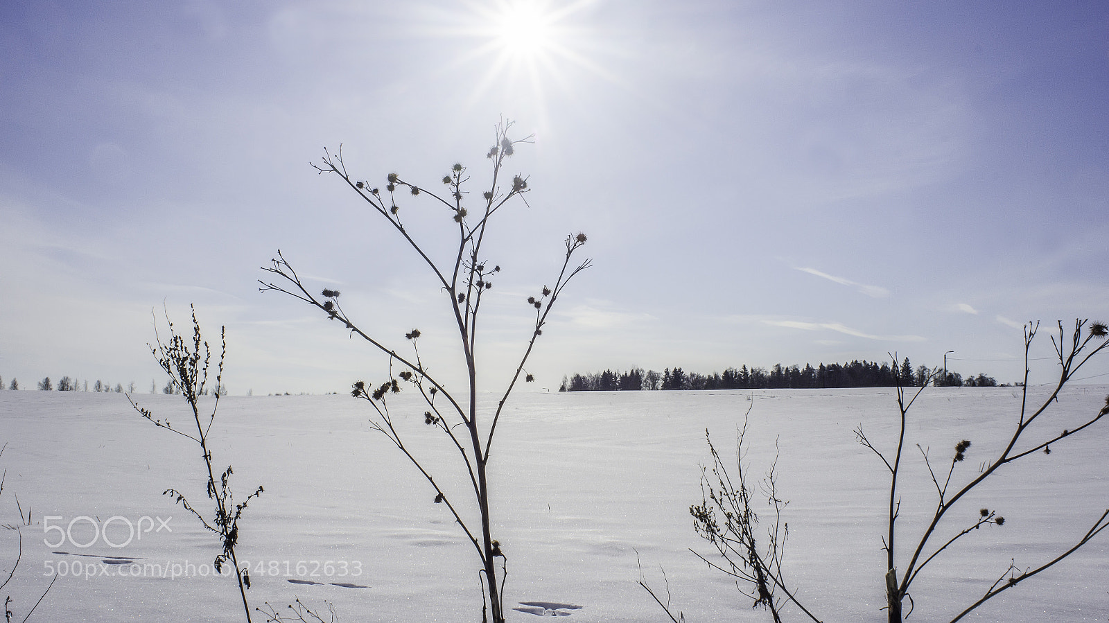 Sony SLT-A55 (SLT-A55V) sample photo. Wintersun survivor photography