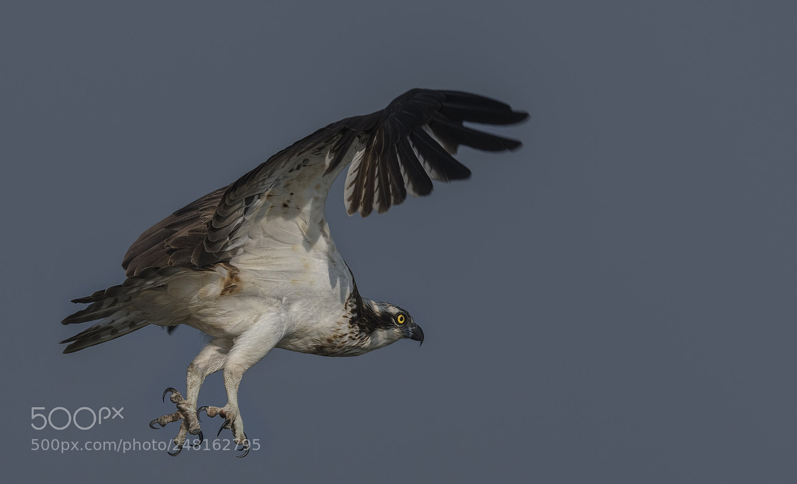 Nikon D500 sample photo. Osprey photography