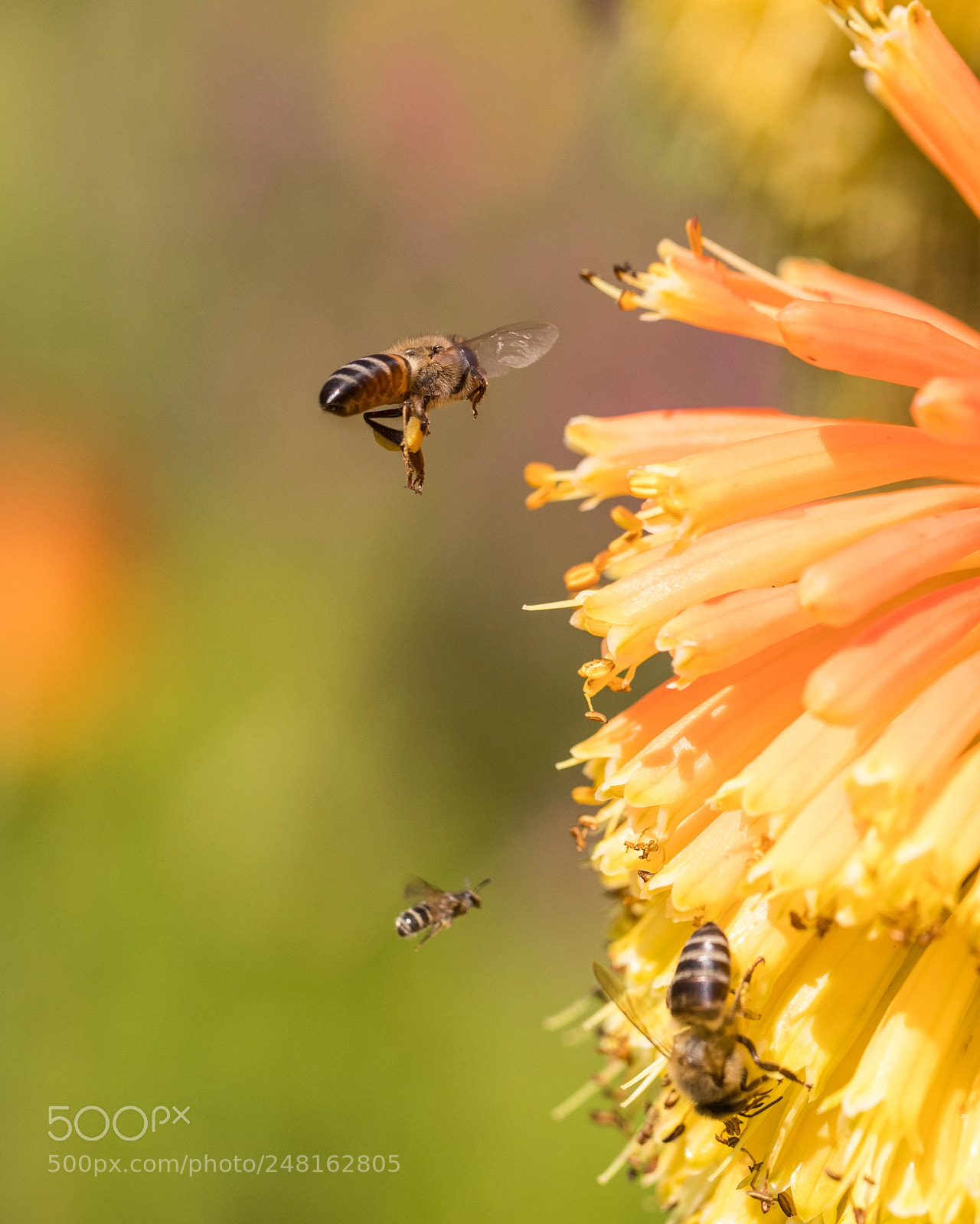 Canon EOS-1D X Mark II sample photo. B's, kirstenbosch photography