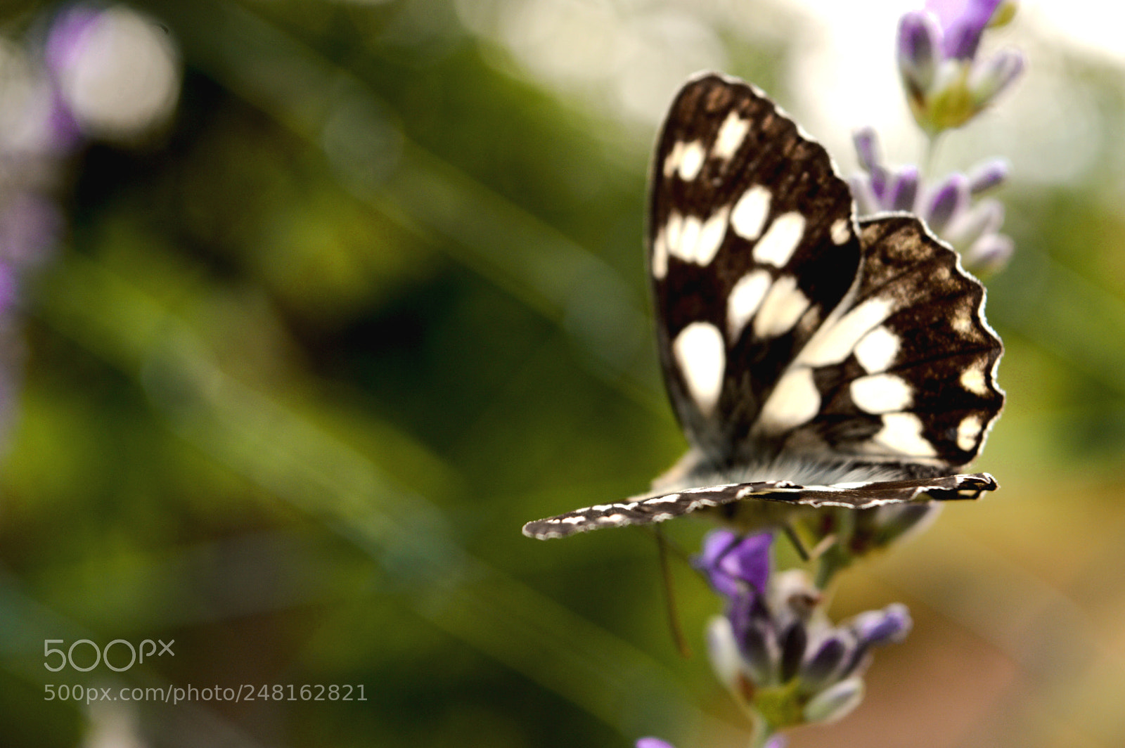 Nikon D3200 sample photo. Butterfly on lavender photography