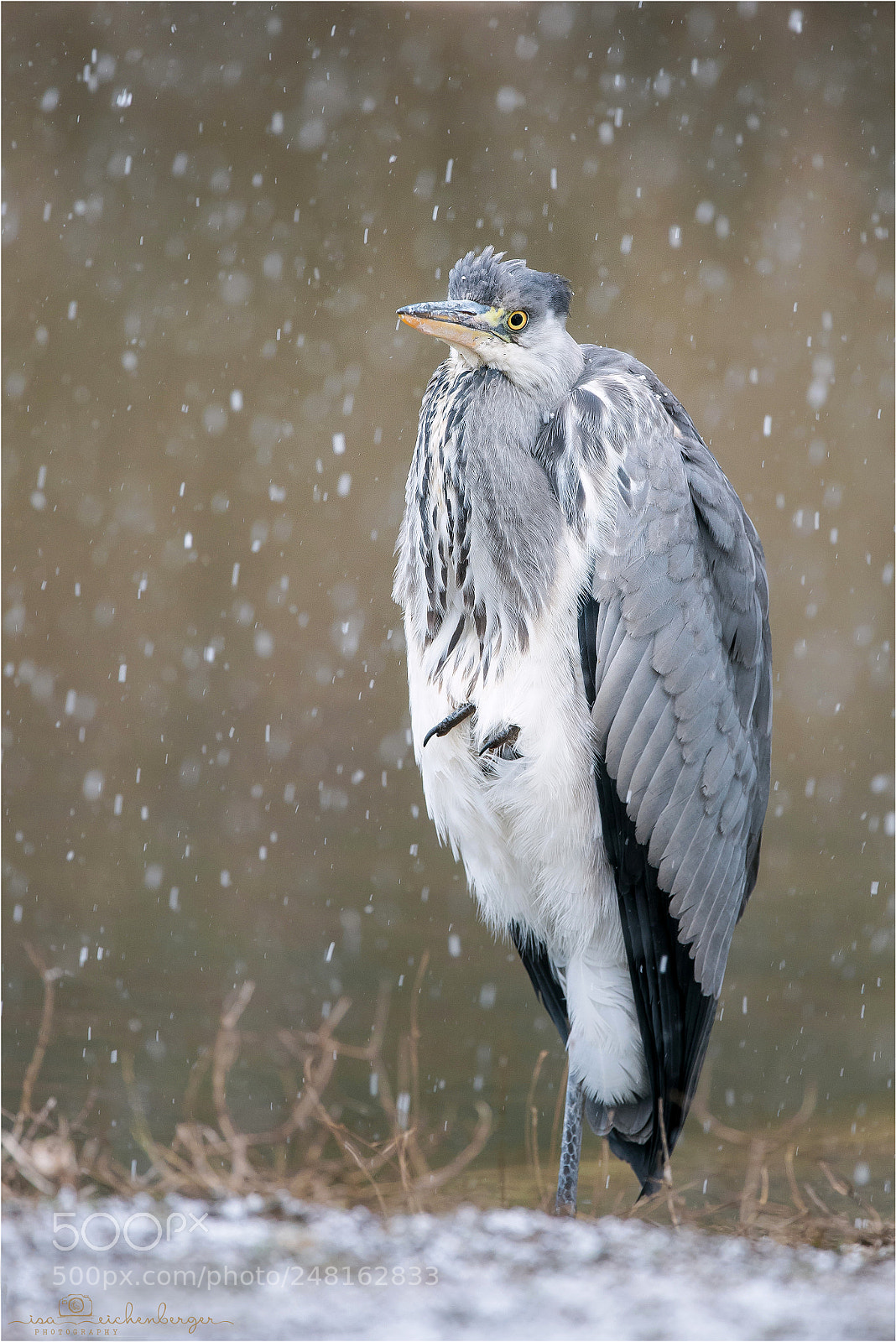 Nikon D810 sample photo. Grey heron photography