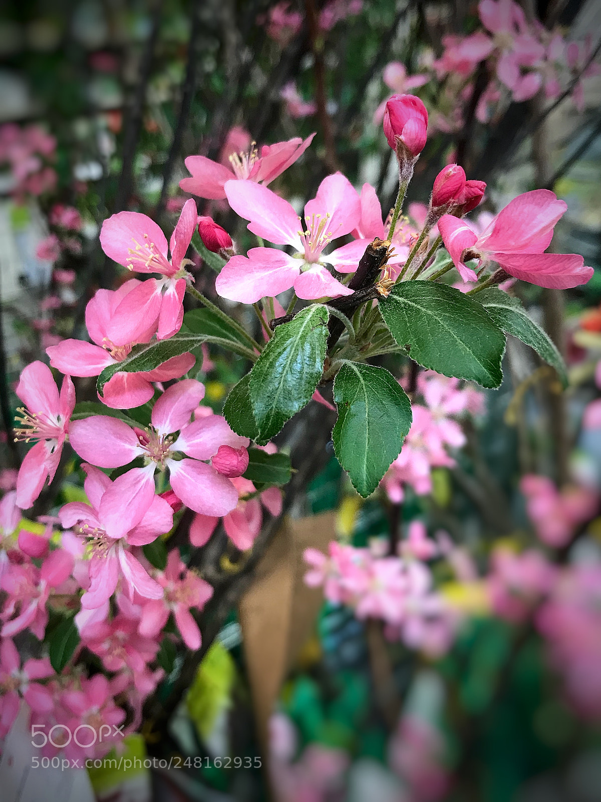 Apple iPhone 7 sample photo. Pinky photography
