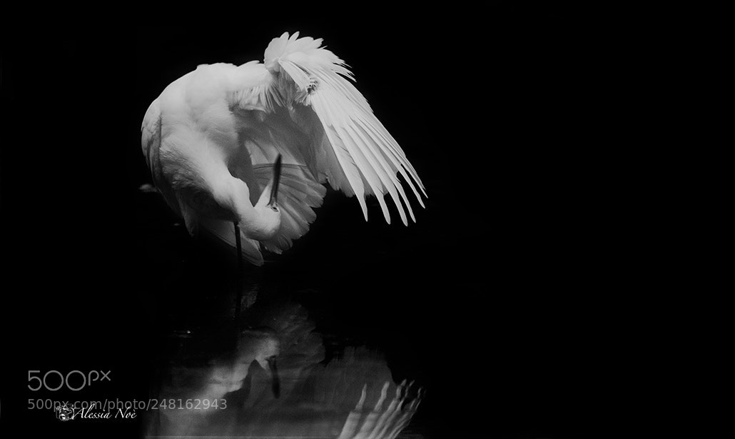 Nikon D300 sample photo. Egret white and black photography