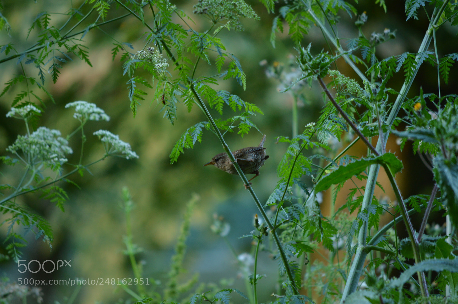Nikon D3200 sample photo. Wren, choch n, troglodytes photography