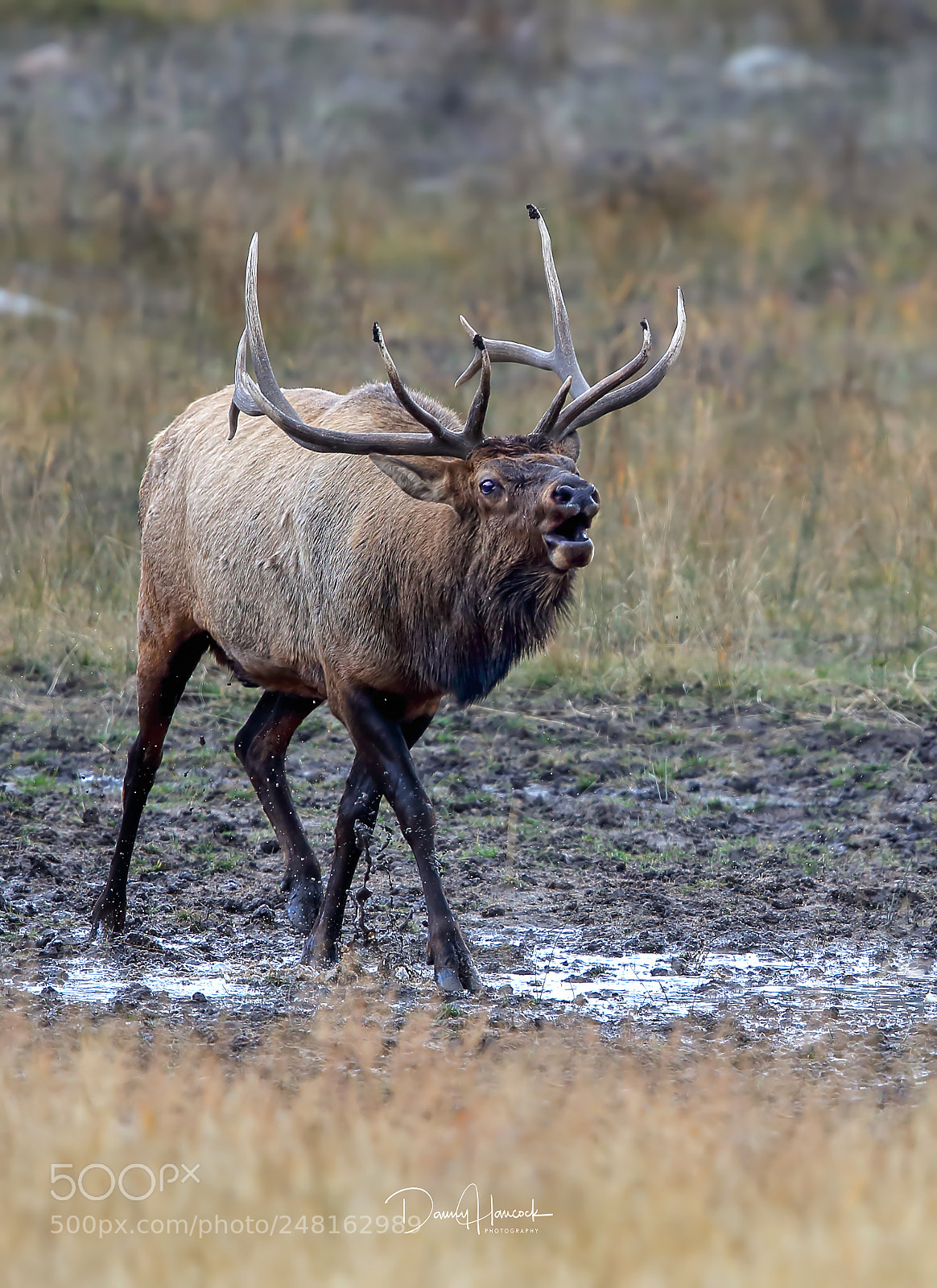 Canon EOS-1D X sample photo. Bull elk bugling photography