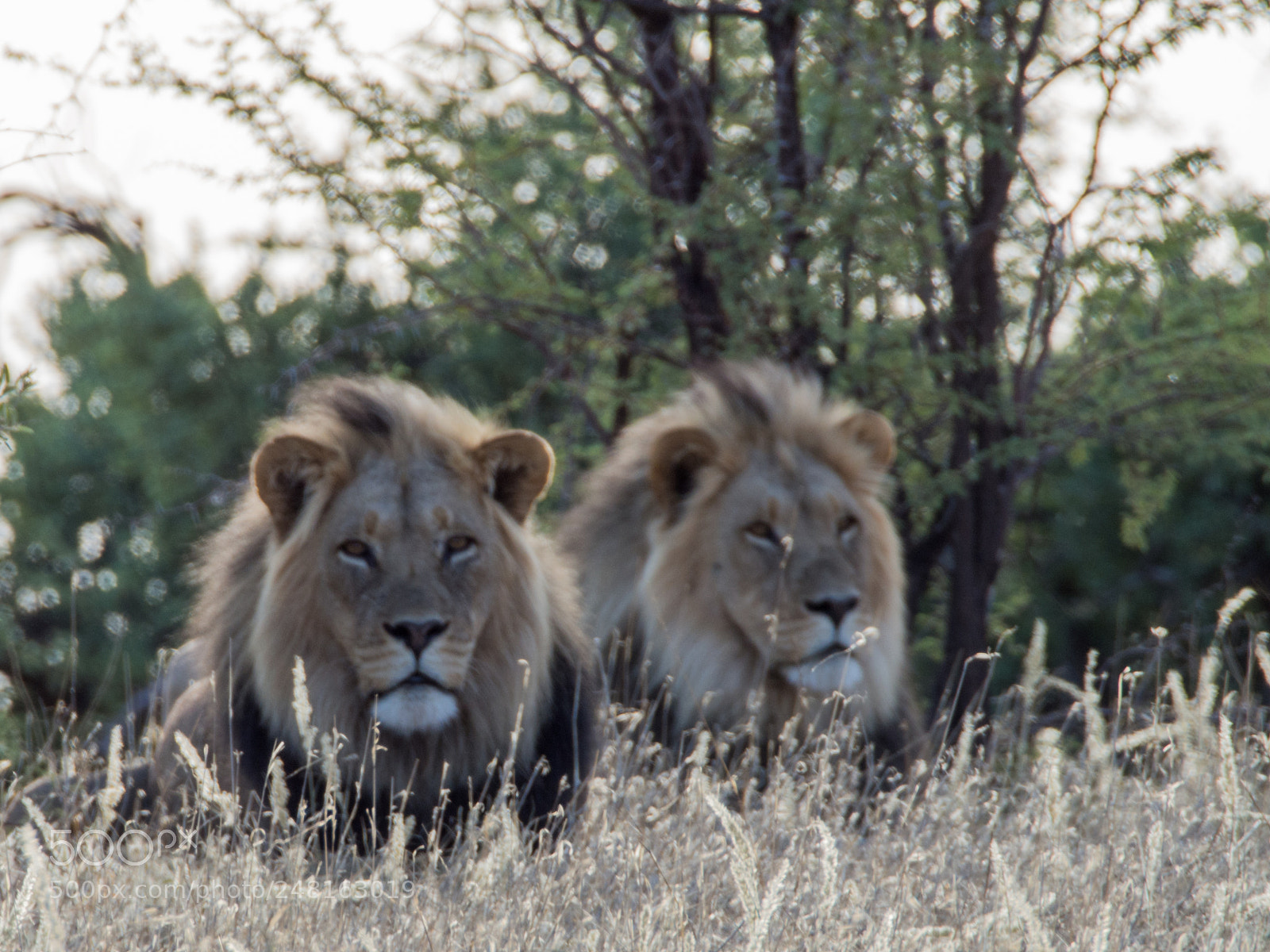 Olympus OM-D E-M5 sample photo. Lionbrothers photography