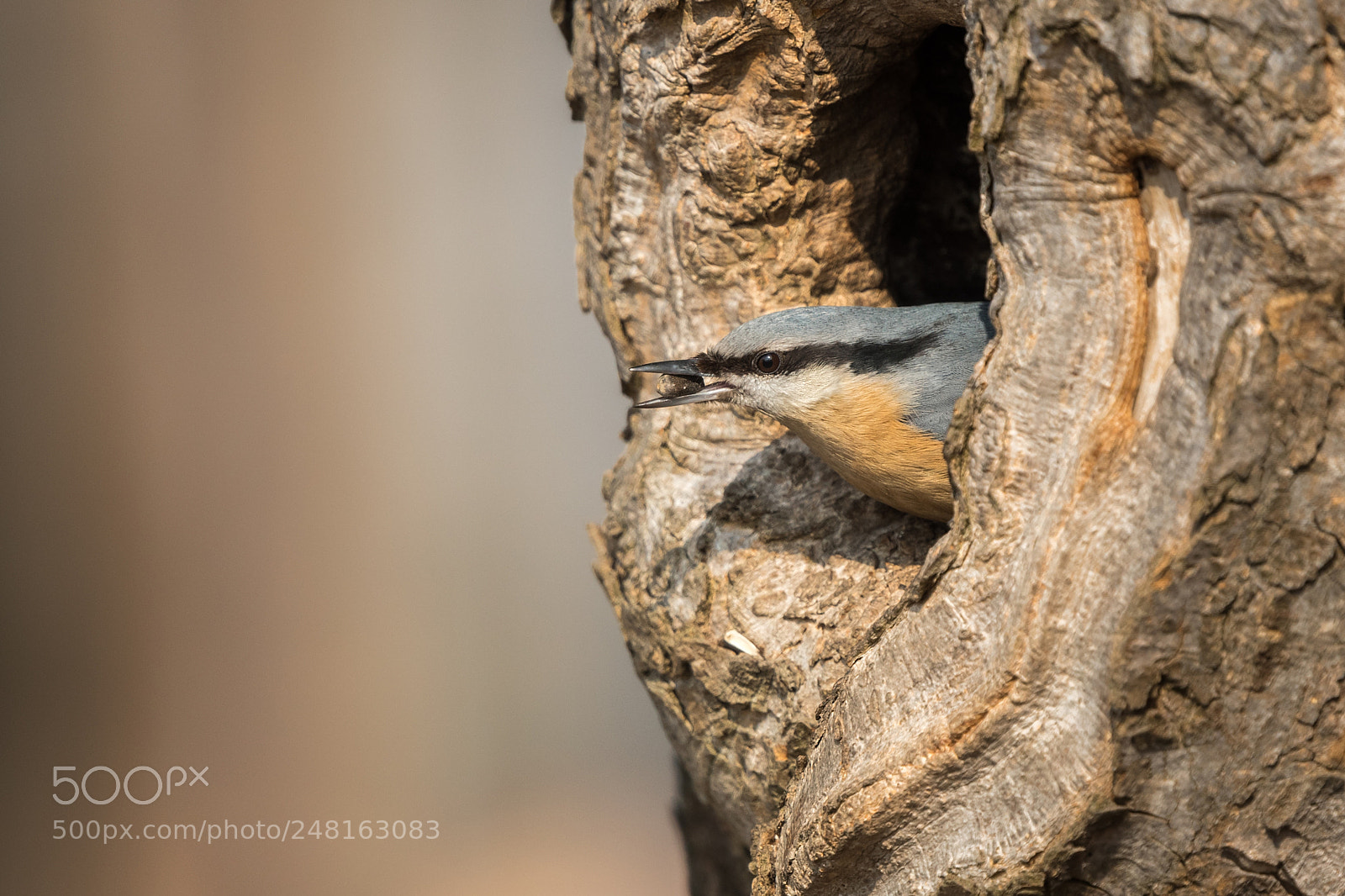 Nikon D500 sample photo. Eurasian nuthatch (sitta europaea photography