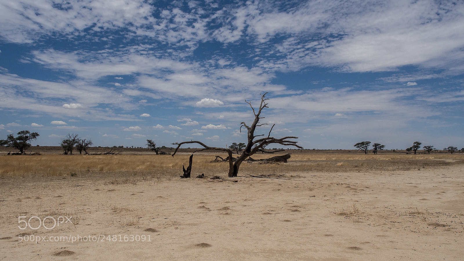 Olympus OM-D E-M5 sample photo. Tree in the kgalagadi photography