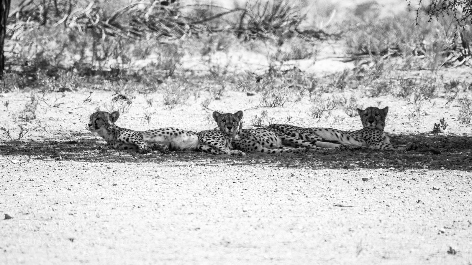 Olympus OM-D E-M1 sample photo. Cheetahbrothers photography