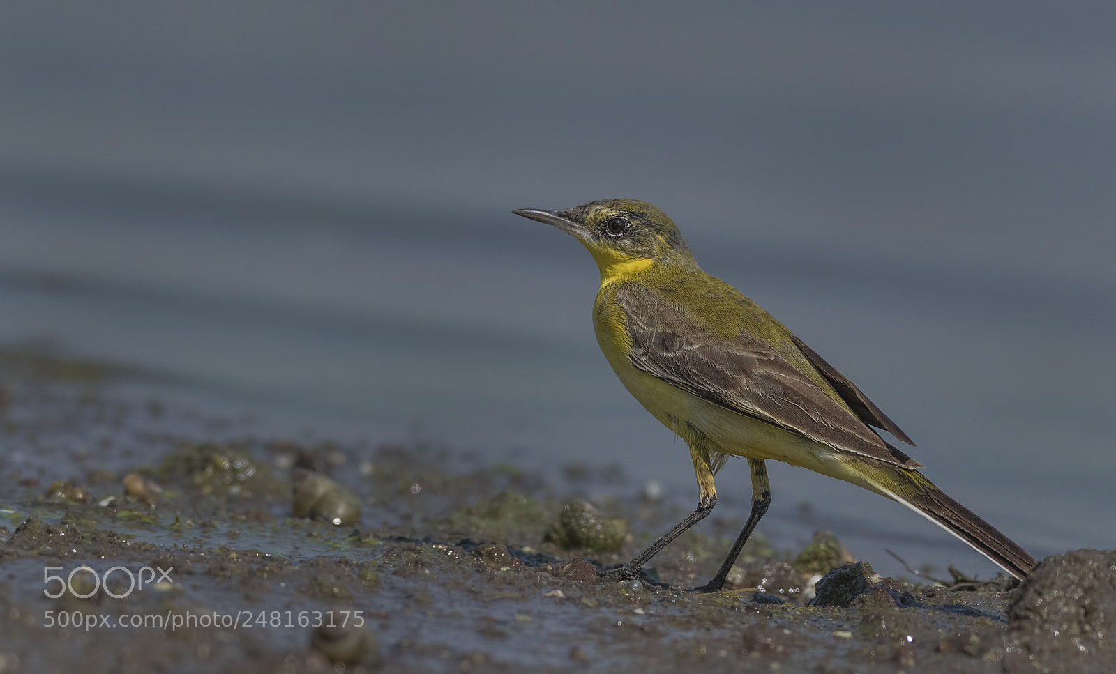 Nikon D500 sample photo. Yellow wagtail photography