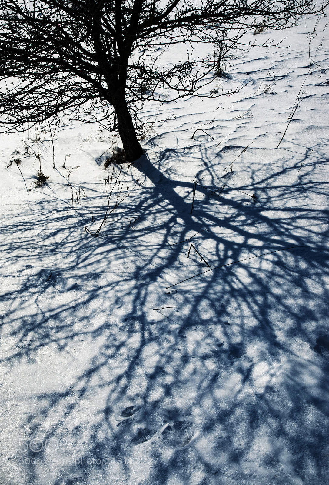 Nikon D5500 sample photo. Dark shadow of the photography