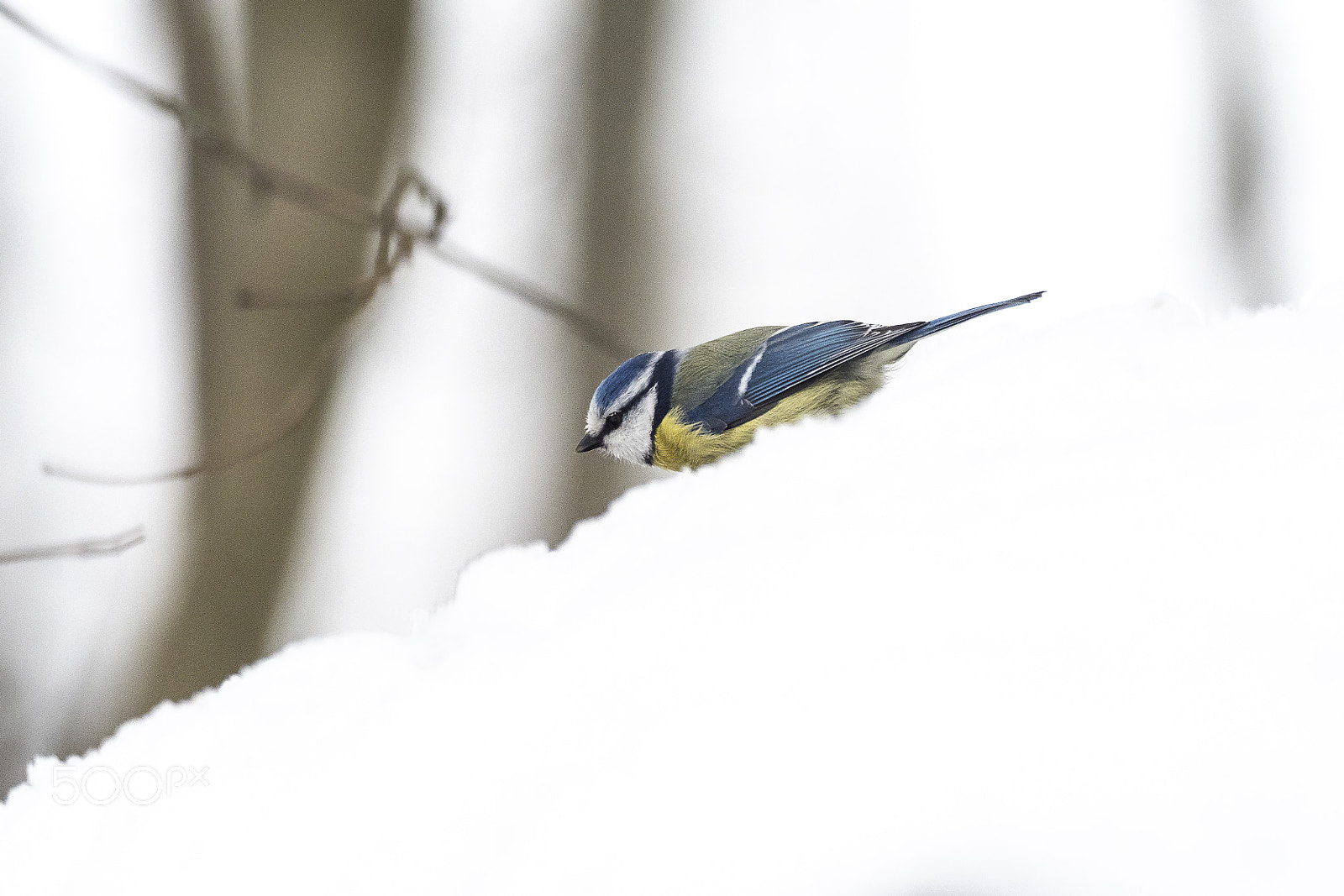 Olympus OM-D E-M1 Mark II sample photo. Snow time photography