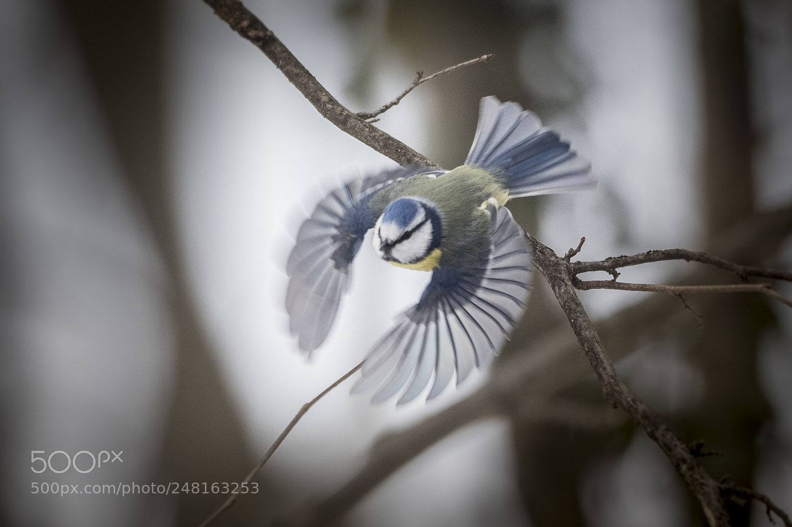 Olympus OM-D E-M1 Mark II sample photo. Blue angel photography