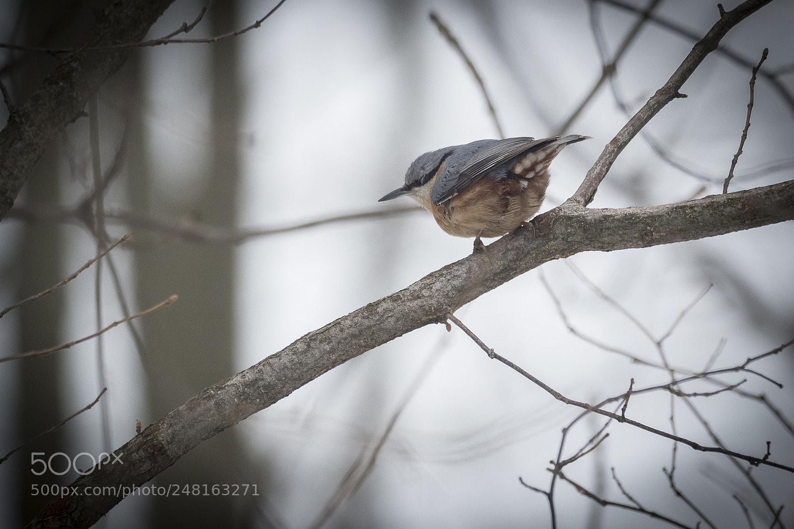 Olympus OM-D E-M1 Mark II sample photo. Nuthatch photography