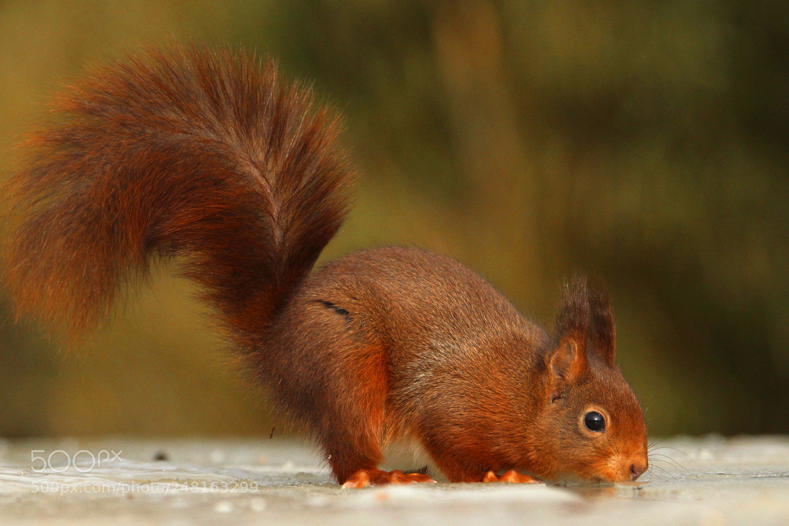 Canon EOS 100D (EOS Rebel SL1 / EOS Kiss X7) sample photo. Another squirrel... photography