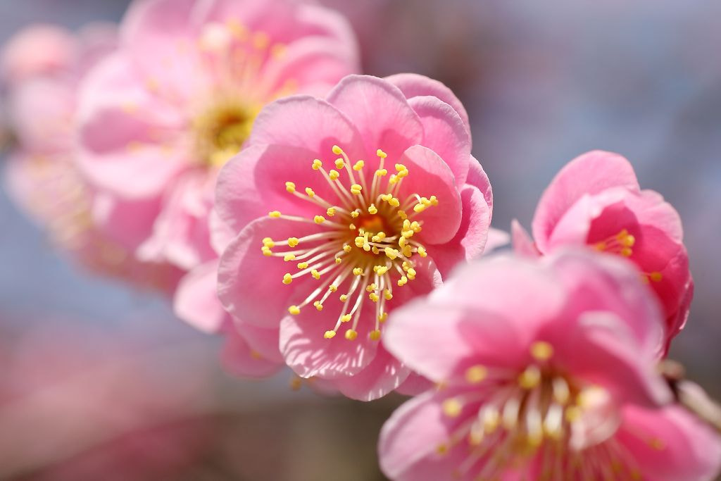 Canon EOS-1D Mark III sample photo. Plum blossomed photography