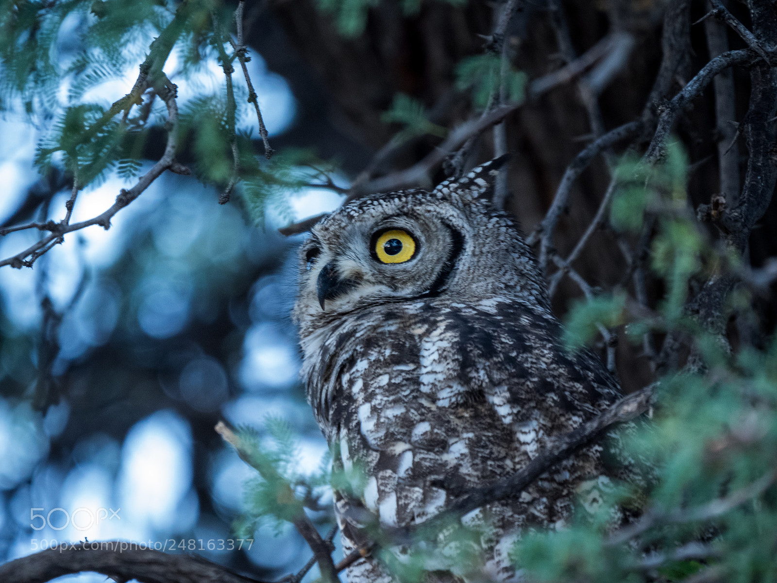 Olympus OM-D E-M1 sample photo. Owl photography