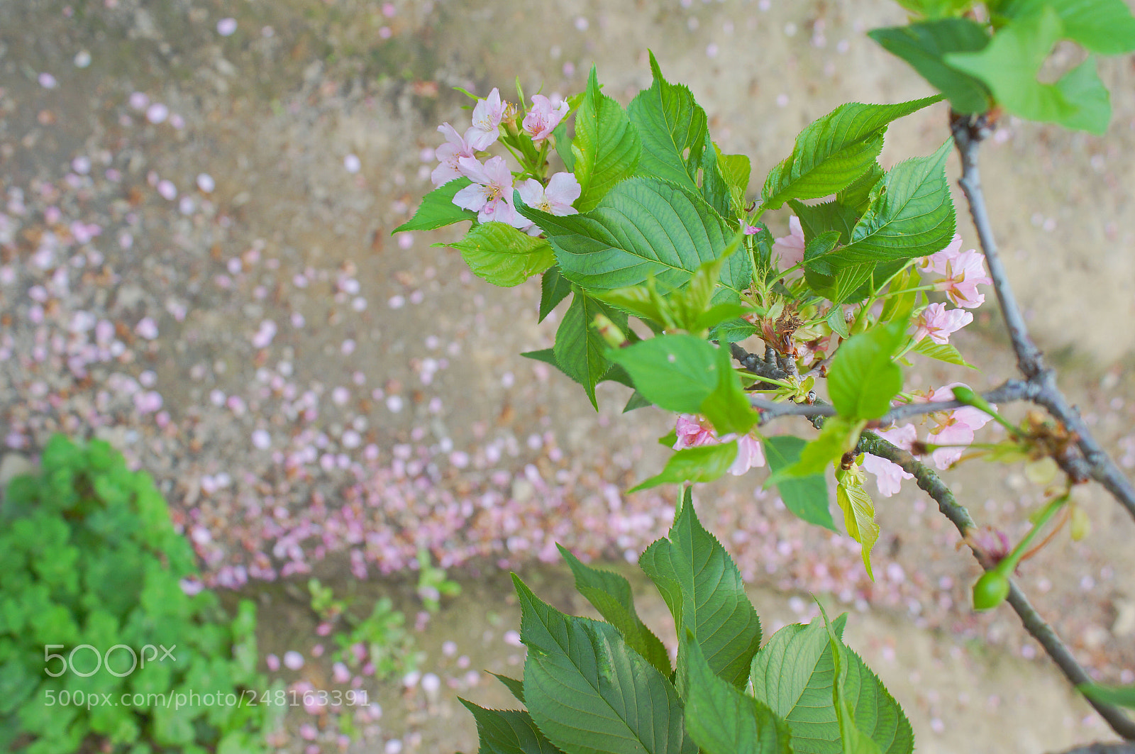 Sony Alpha NEX-3N sample photo. Dsc05950-1.jpg photography