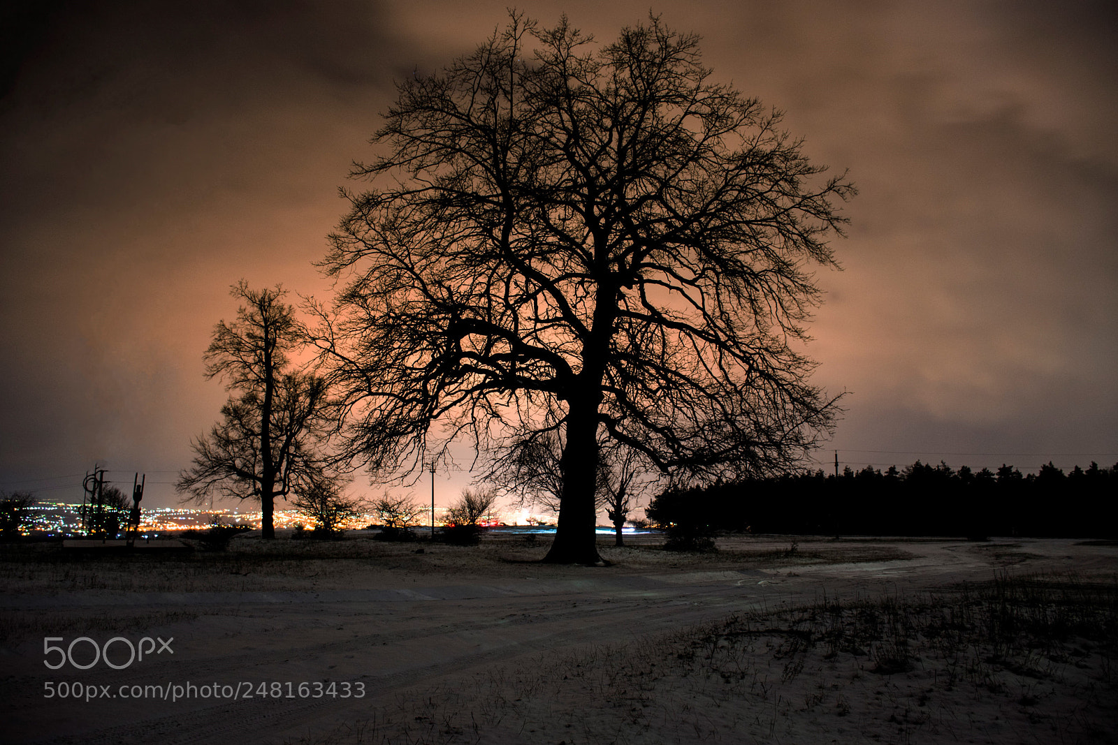 Nikon D7200 sample photo. Night tree photography