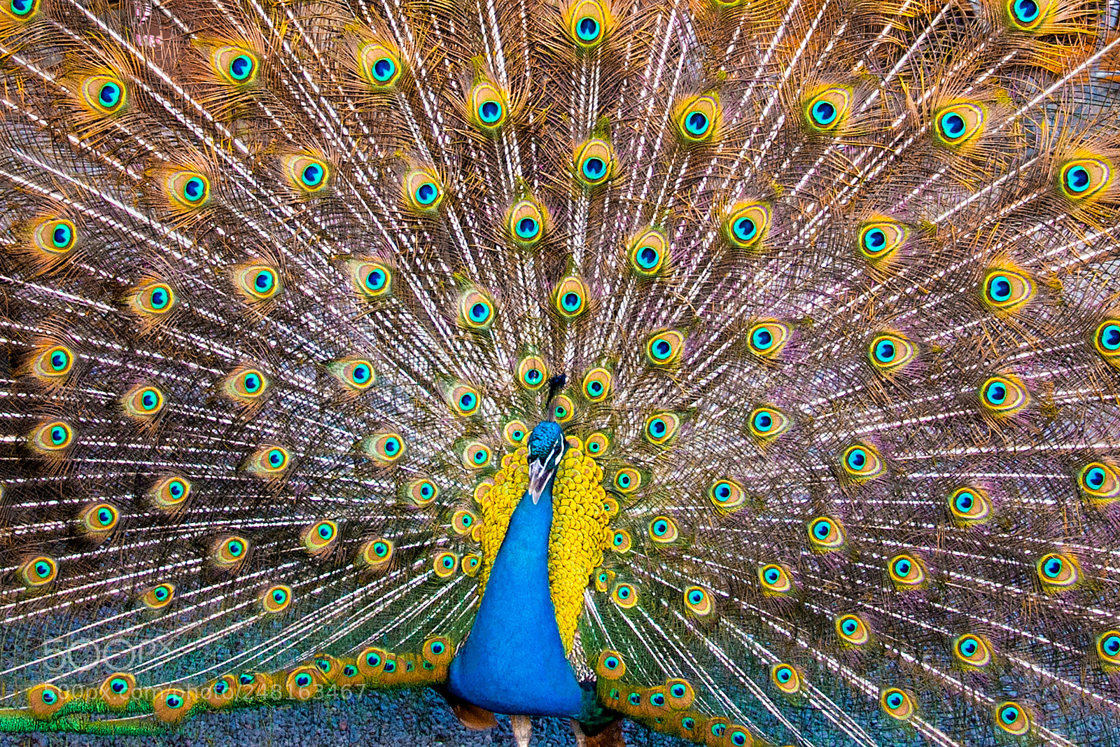 Nikon D90 sample photo. Peacock photography