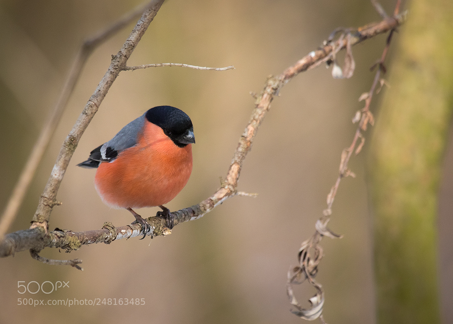Canon EOS 7D Mark II sample photo. Bullfinch photography