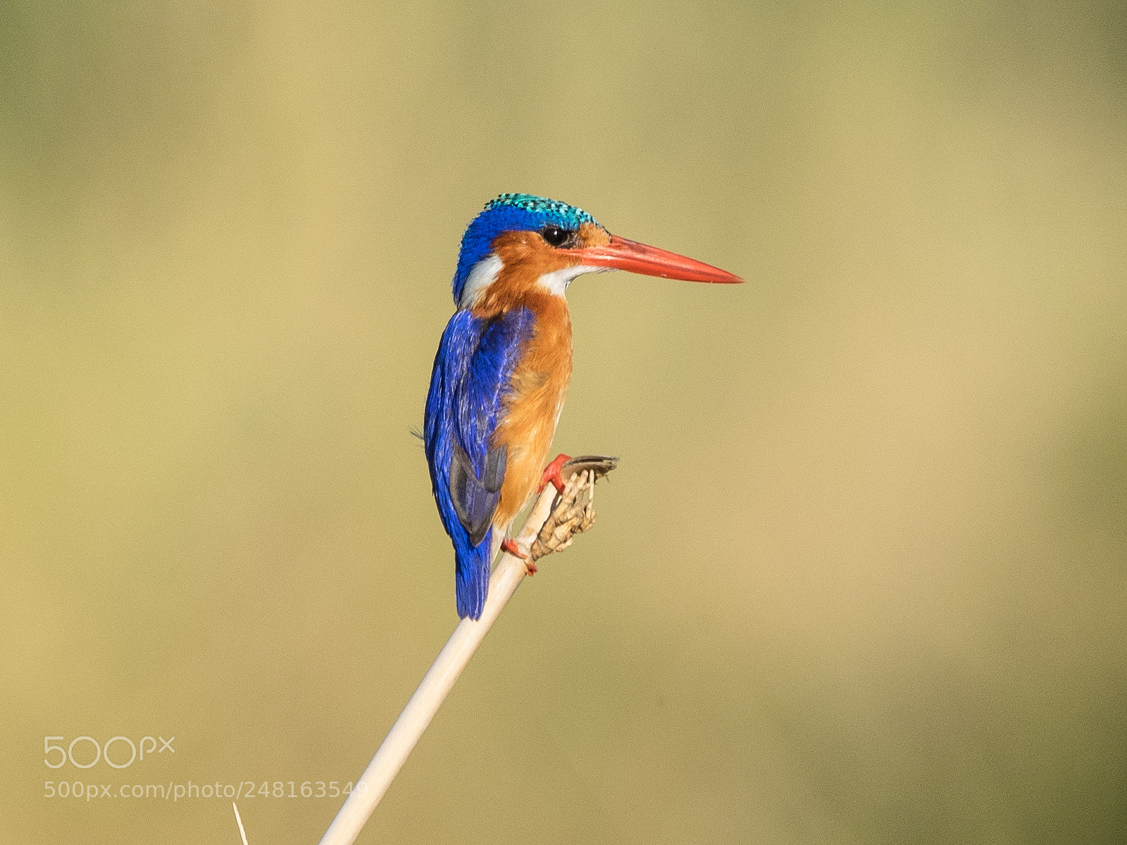 Olympus OM-D E-M1 sample photo. Malachitkingfisher photography