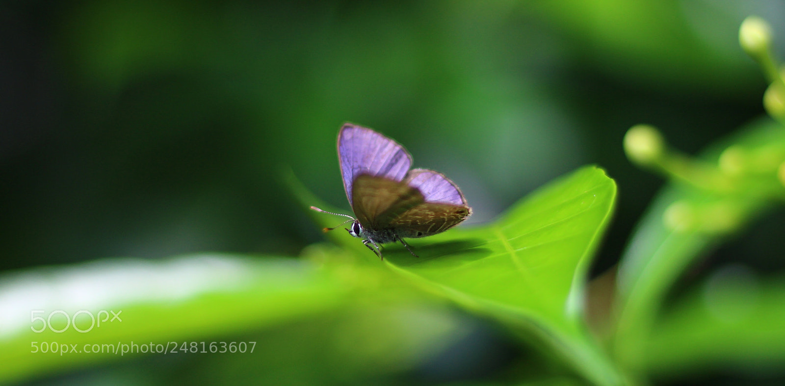 Canon EOS 700D (EOS Rebel T5i / EOS Kiss X7i) sample photo. Amit photography photography