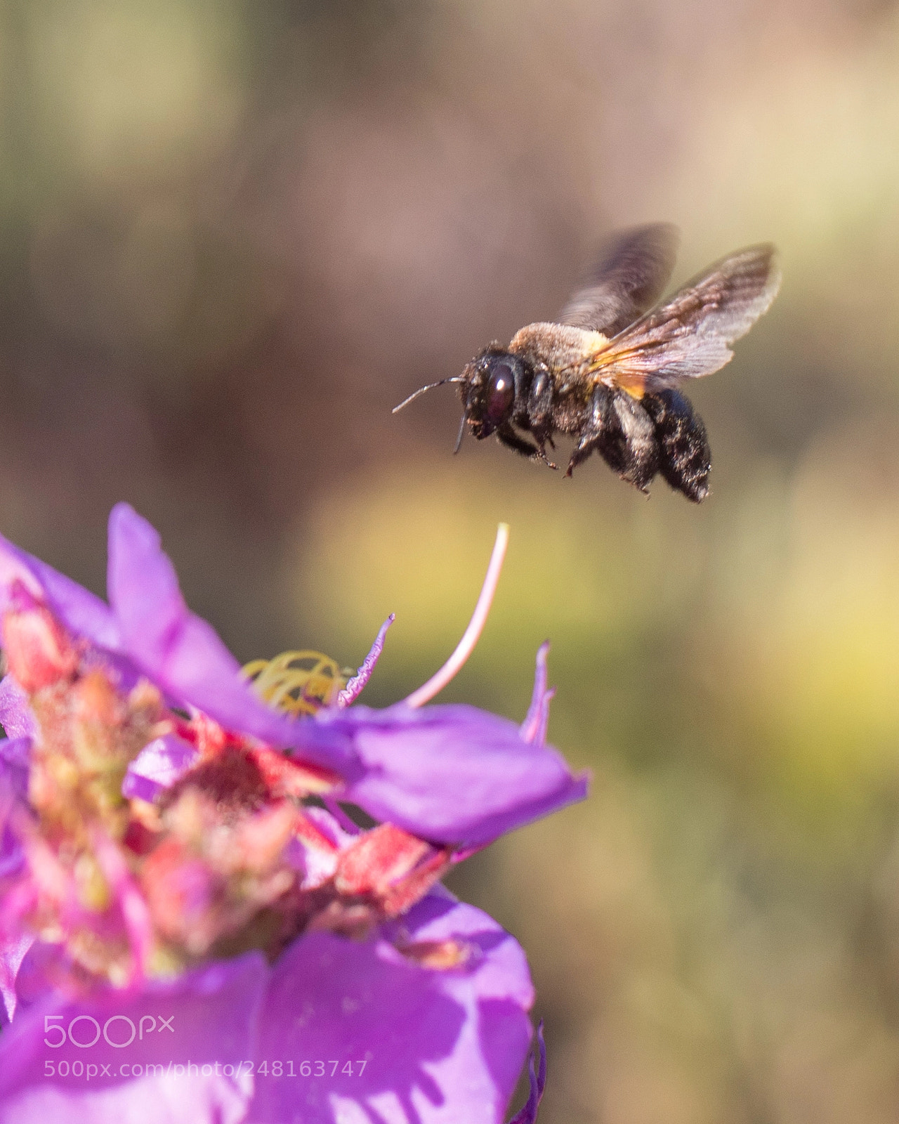 Canon EOS-1D X Mark II sample photo. Bumble bee in flight photography