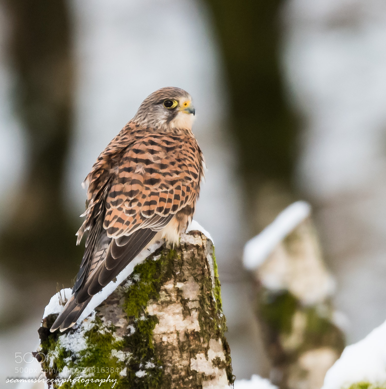 Nikon D850 sample photo. Kestrel on distant log photography