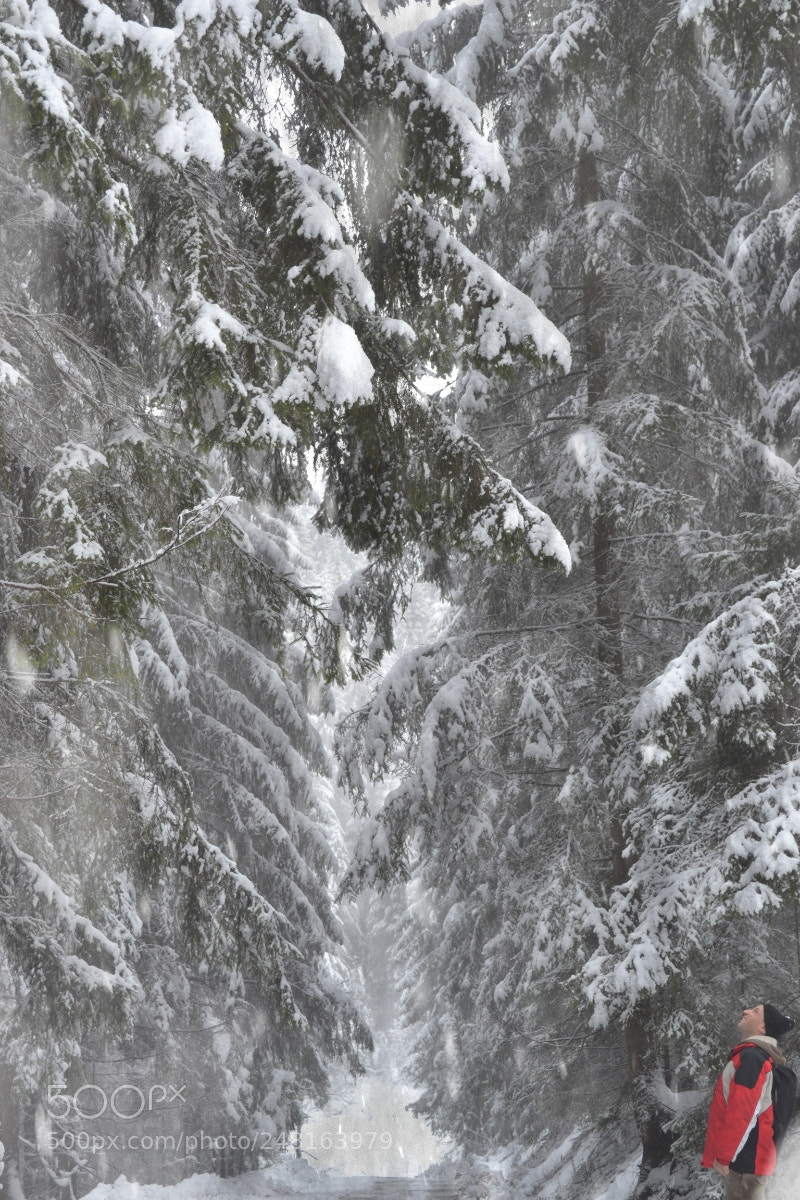 Nikon D3100 sample photo. Winter forest photography