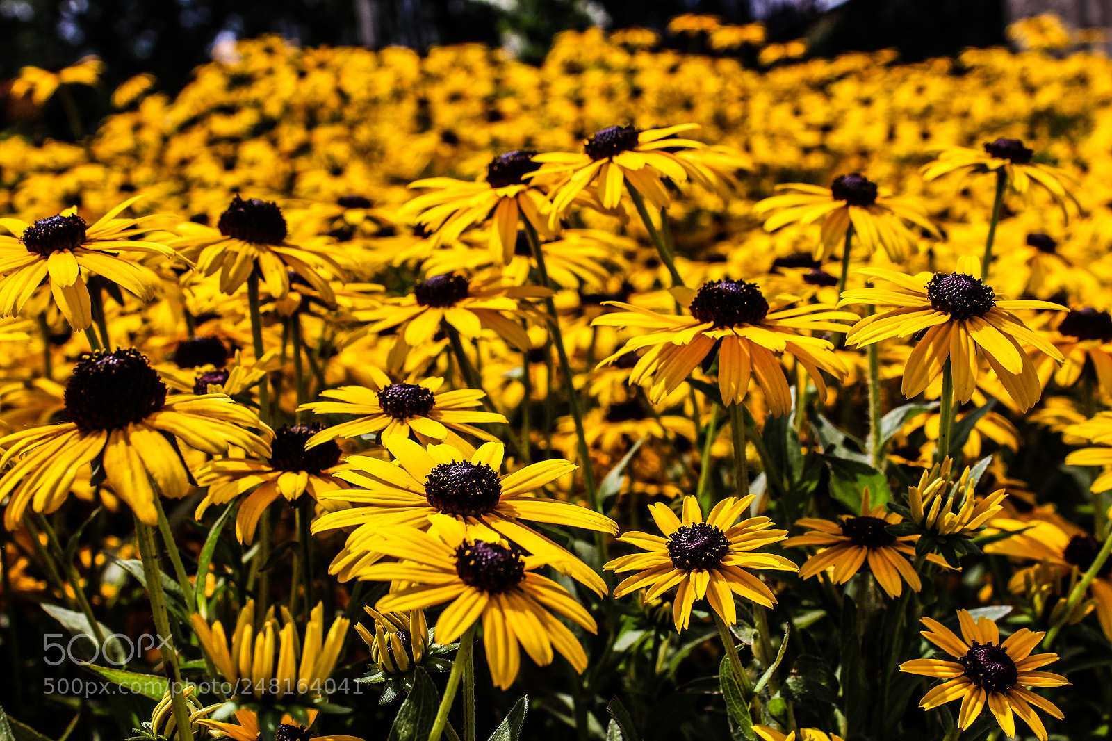 Canon EOS 600D (Rebel EOS T3i / EOS Kiss X5) sample photo. Flowers photography