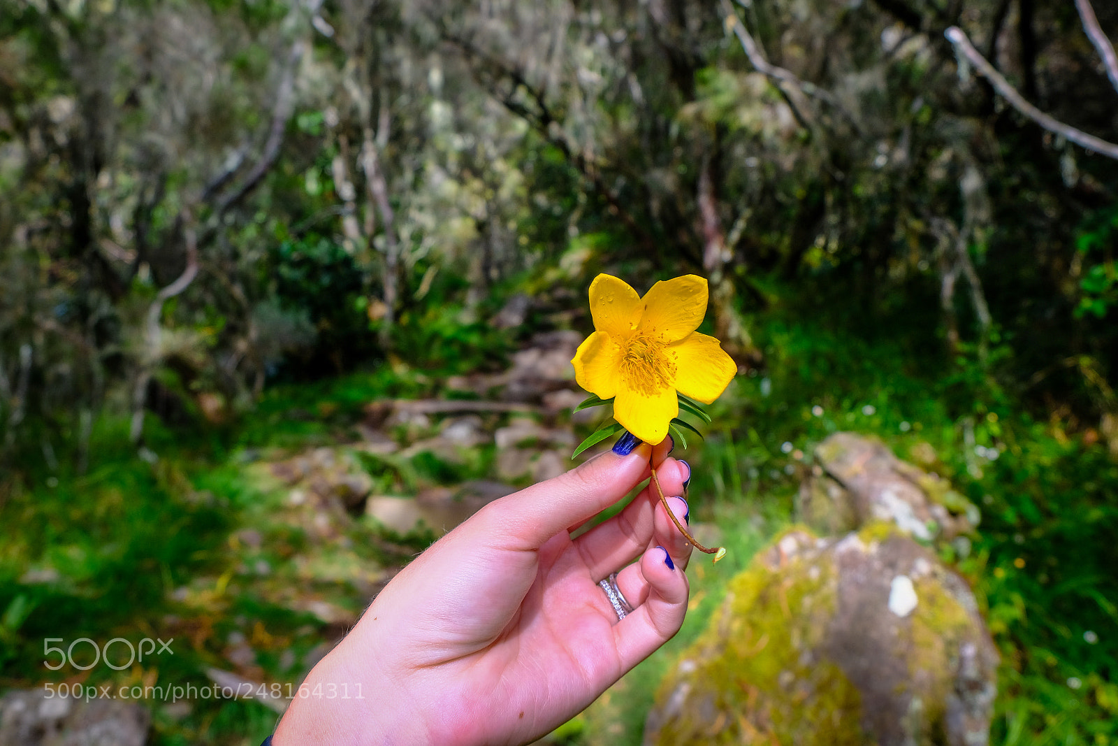 Fujifilm X-T20 sample photo. Wildflower photography