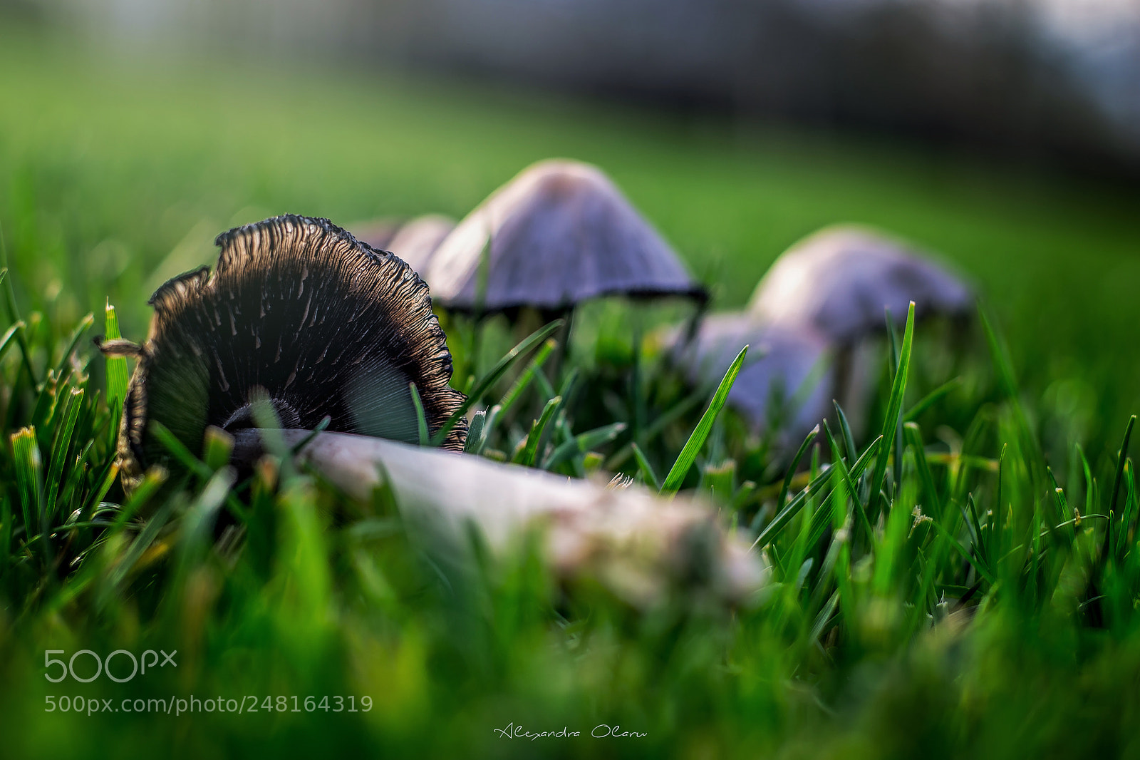 Nikon D7200 sample photo. Mushrooms photography