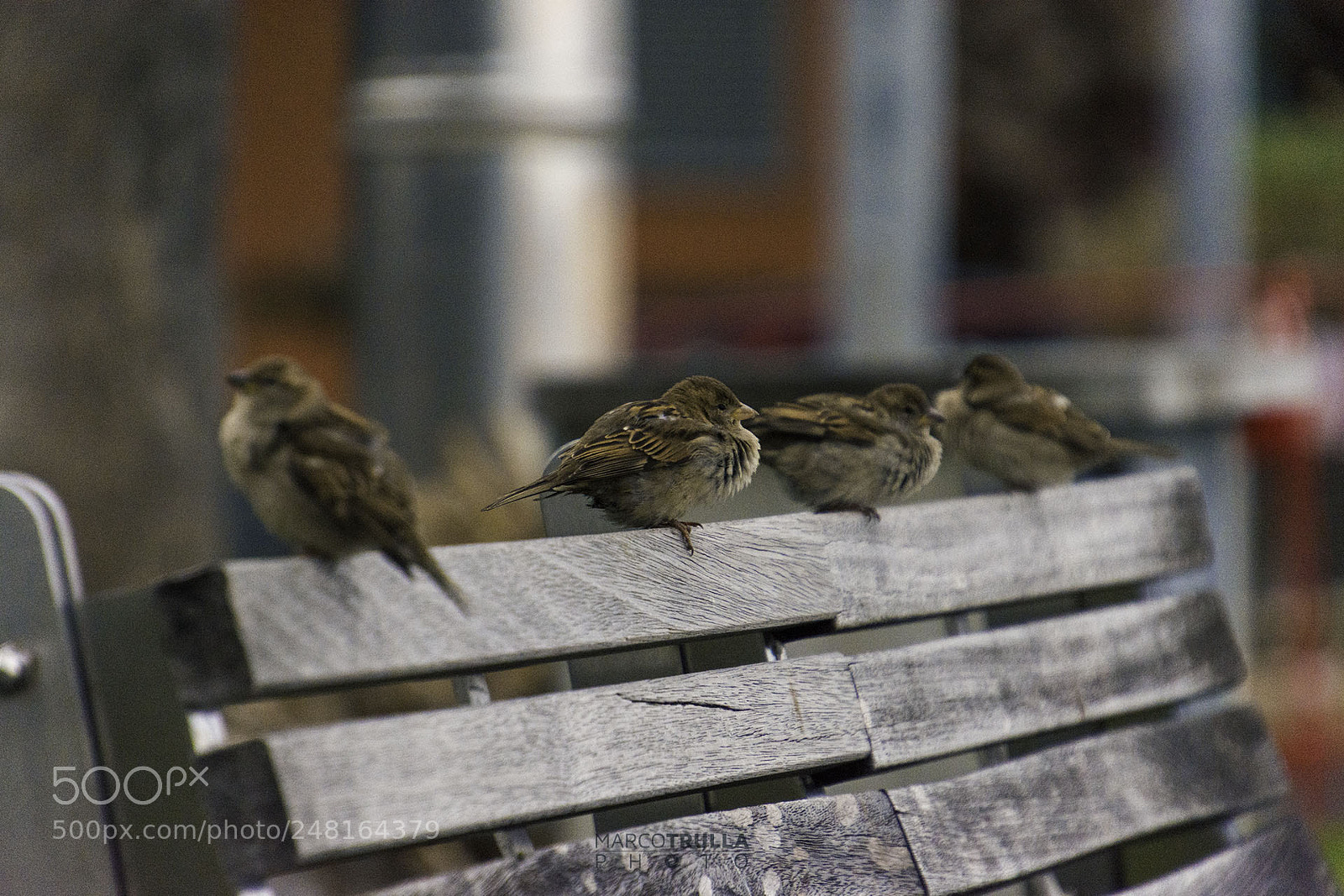 Nikon D7200 sample photo. Crowded bench photography