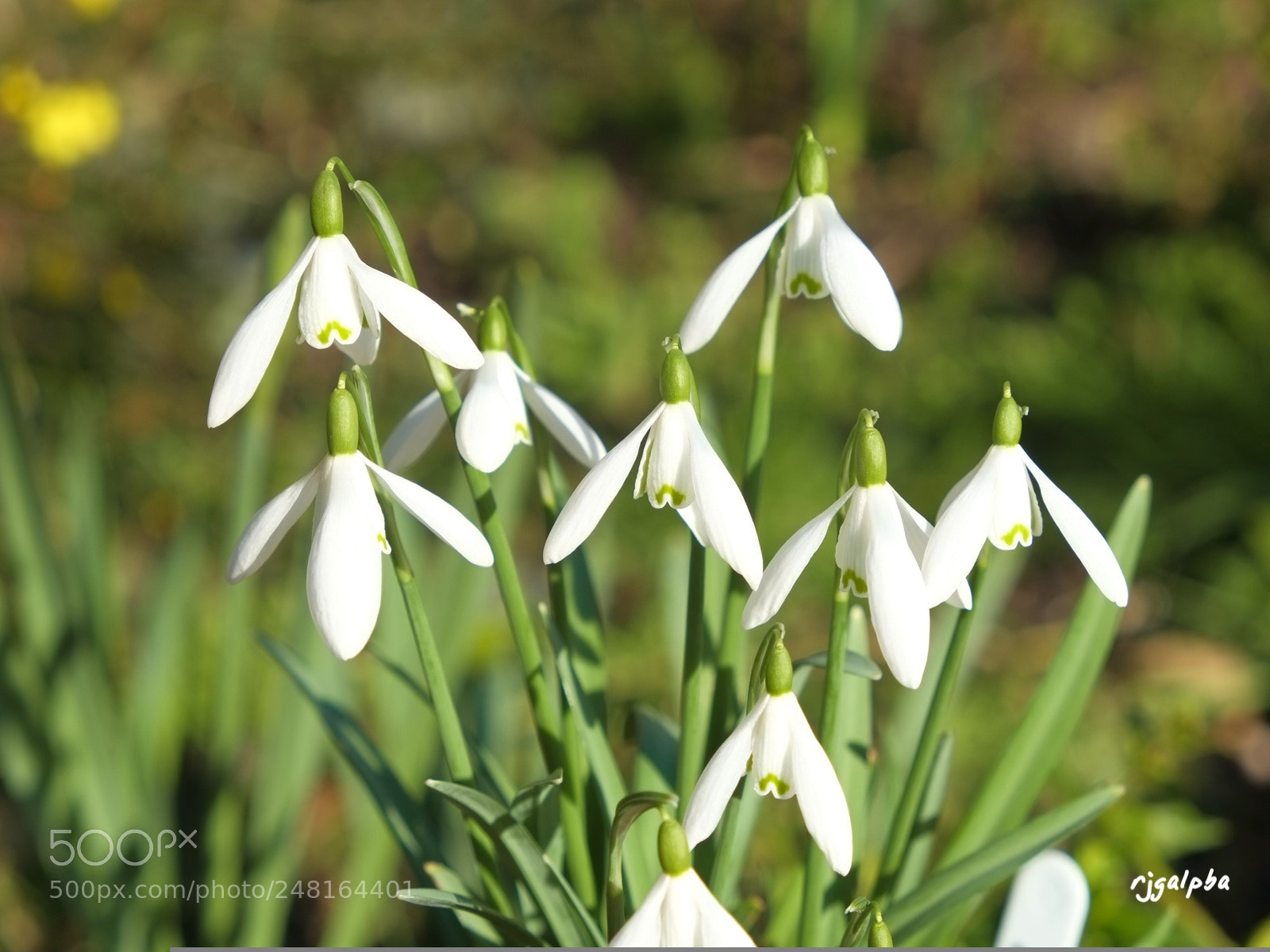 Fujifilm X-E1 sample photo. Snowdrop photography